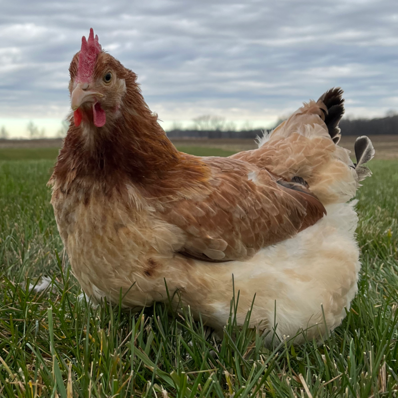 Wheaten Marans Started Pullet