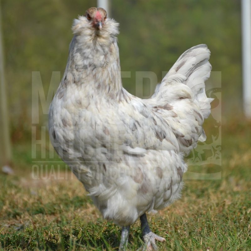 Splash Ameraucana Day Old Chicks