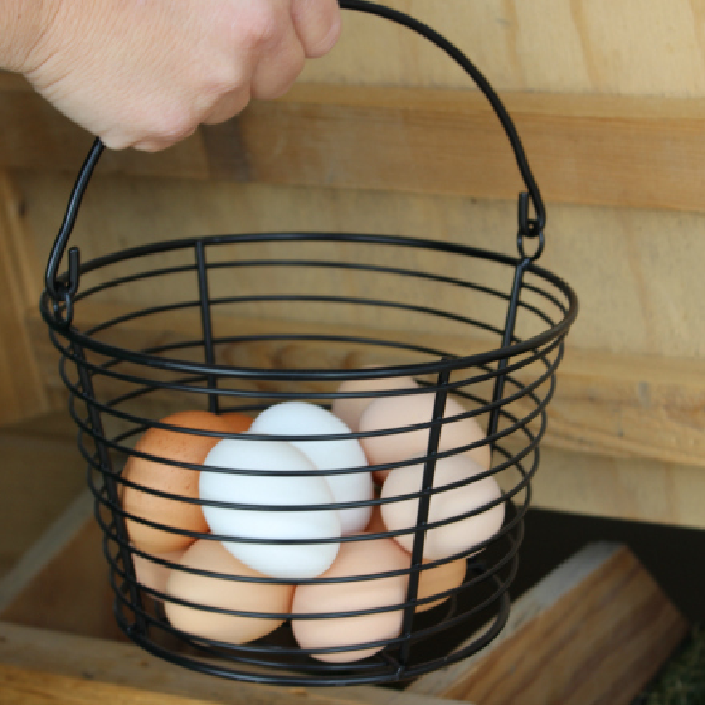 Production Pack Day Old Chicks