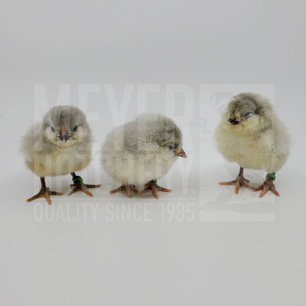 Lavender Ameraucana Day Old Chicks