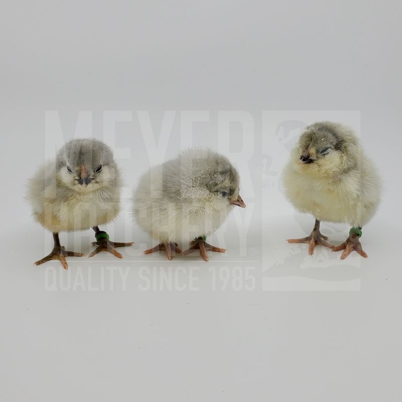Lavender Ameraucana Day Old Chicks