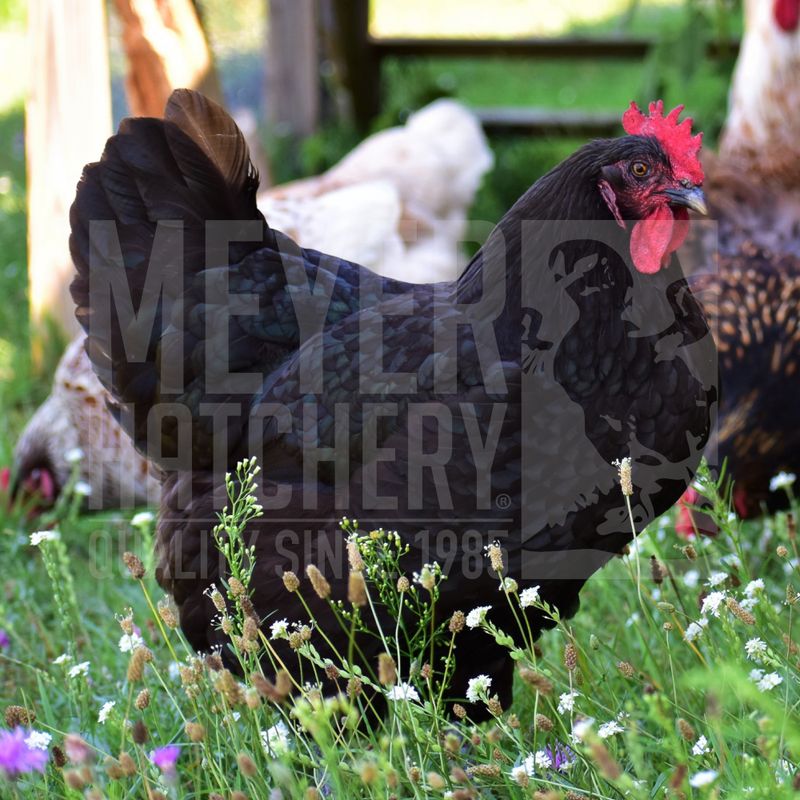 Black Australorp Started Pullet