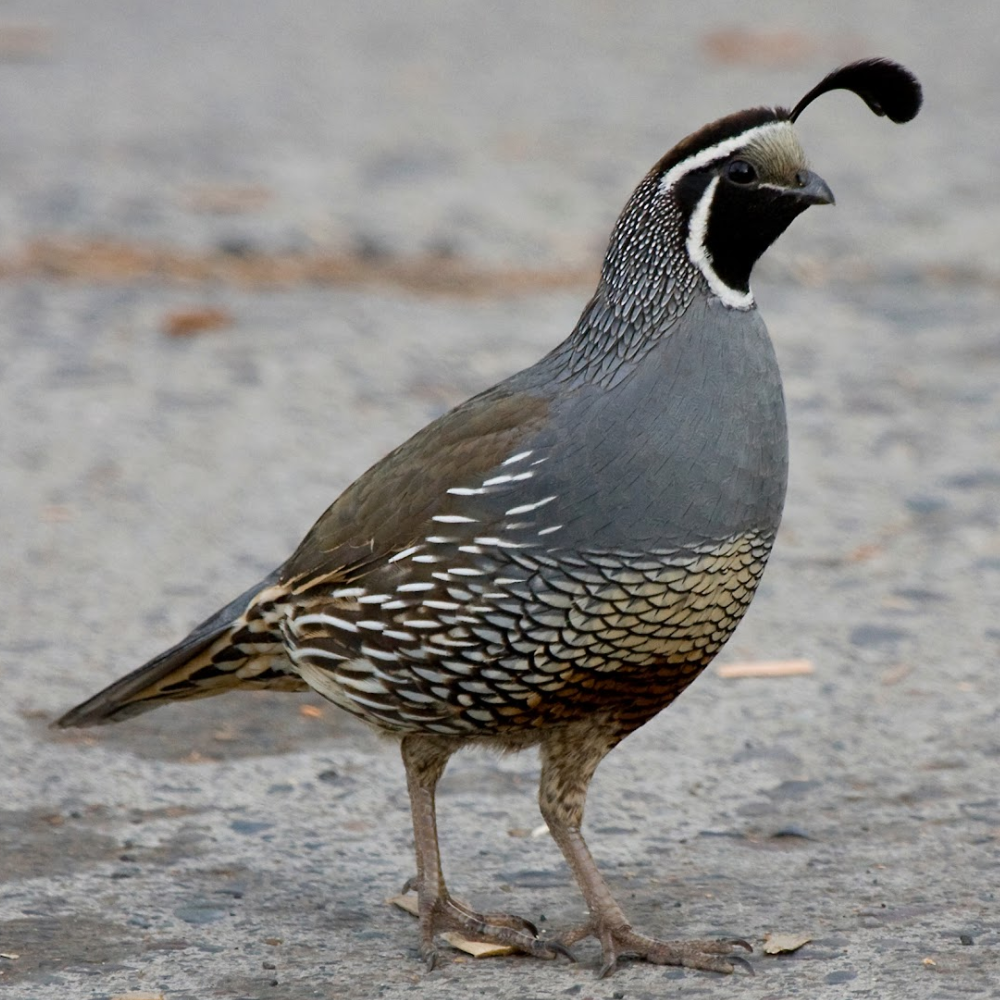 California Valley Quail Juvenile Pair