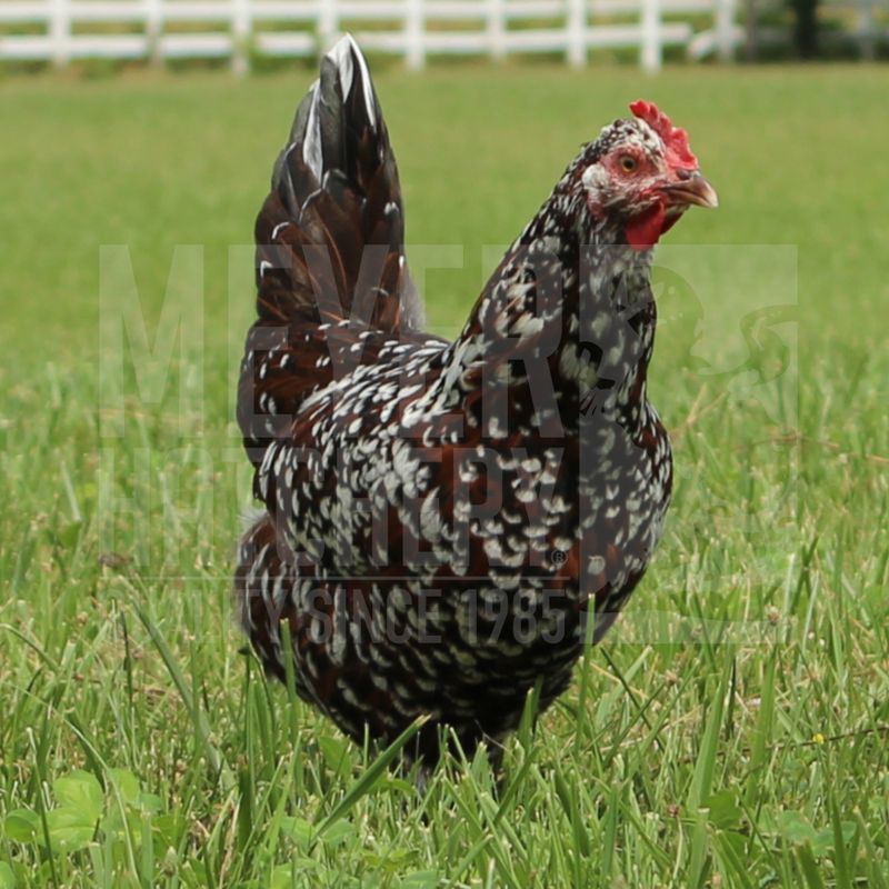 Speckled Sussex Day Old Chicks