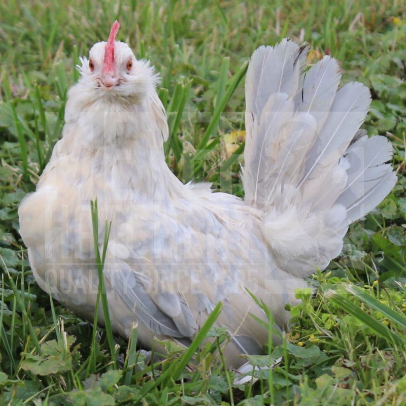 Porcelain d&#39;Uccle Bantam Started Pullet