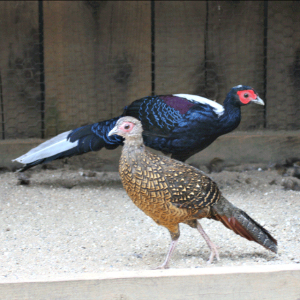 Swinhoe Pheasant Adult Pair