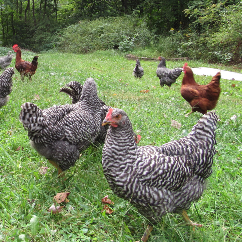Hatchery Choice Started Chickens