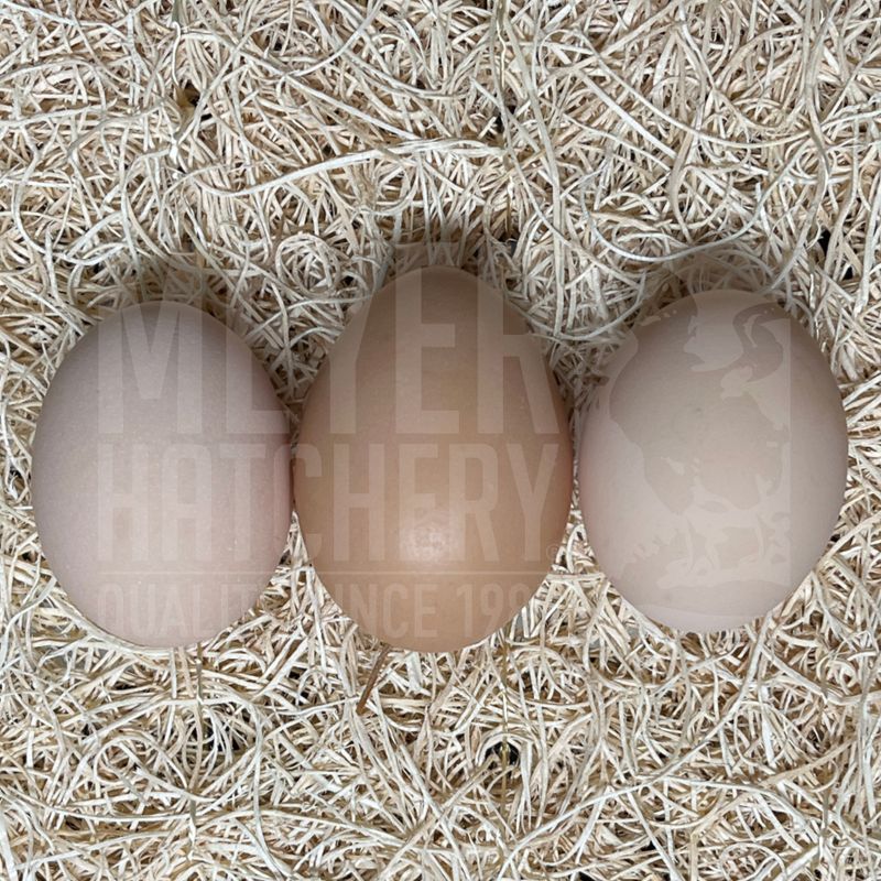 Barred Plymouth Rock Hatching Eggs