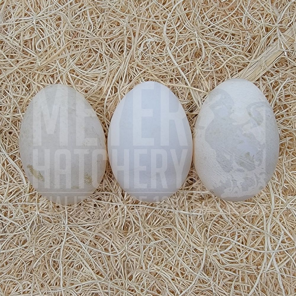 White Crested Duck Hatching Eggs