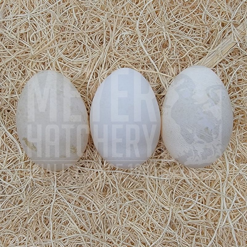 White Crested Duck Hatching Eggs