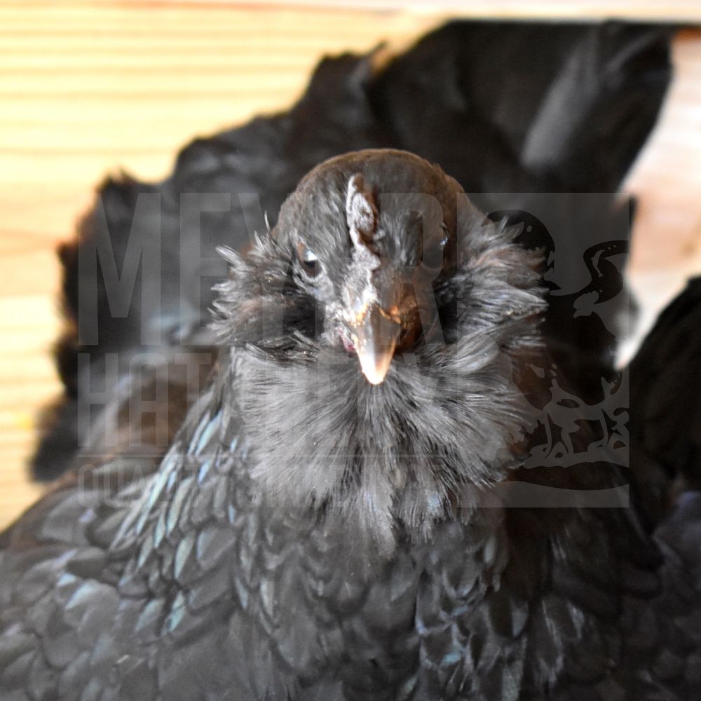 Fibro Easter Egger Day Old Chicks