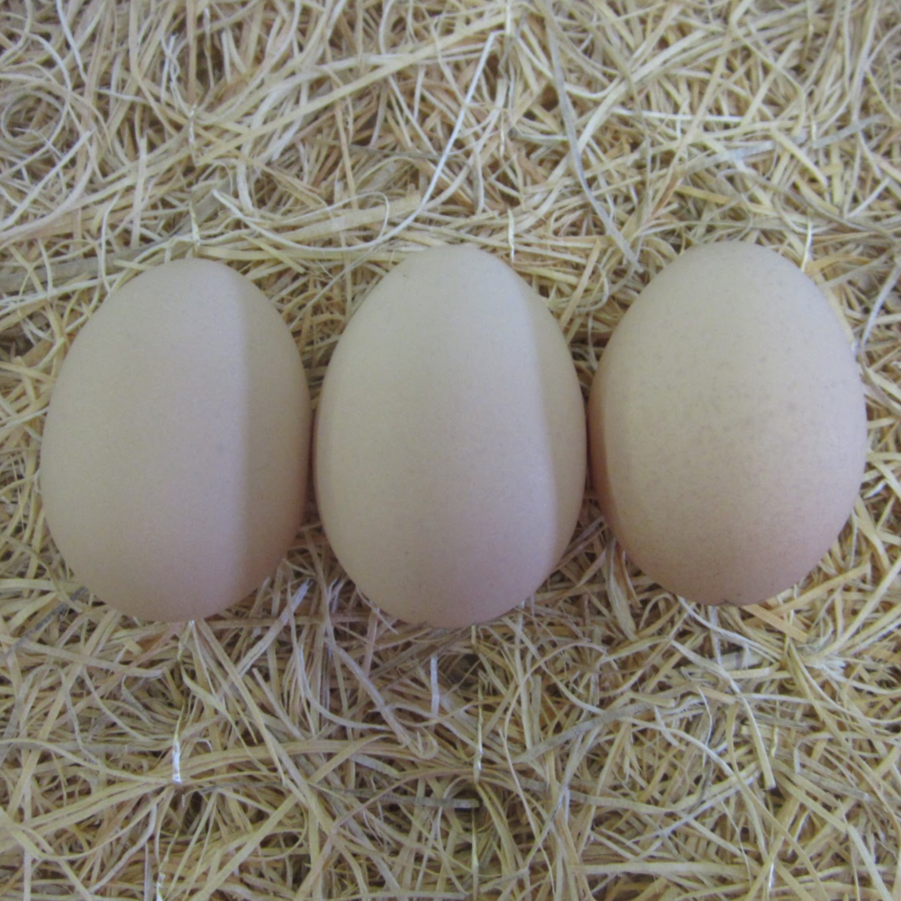 Lavender and Black Split to Lavender Orpington Hatching Eggs