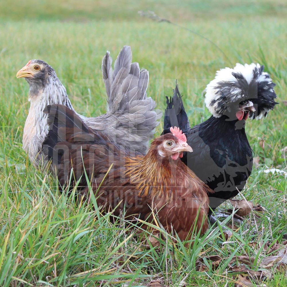 Assorted Clean Legged Bantam Day Old Chicks