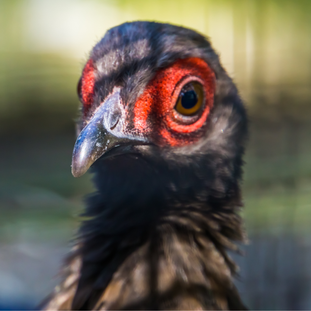 Edwards Pheasant Juvenile Pair