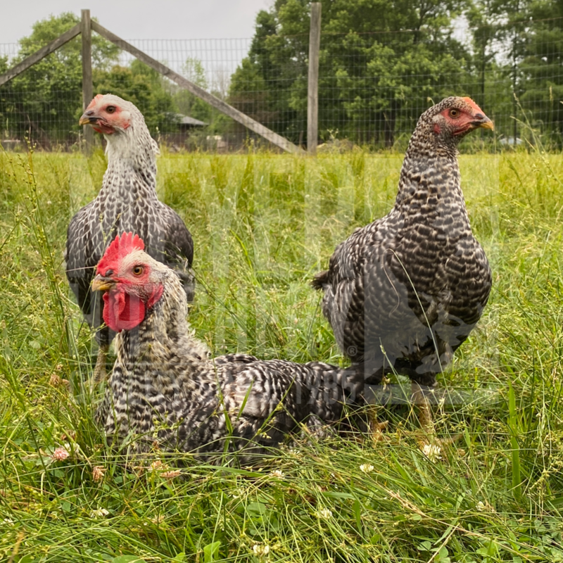 Gray Ranger Broiler Day Old Chicks - Free Shipping