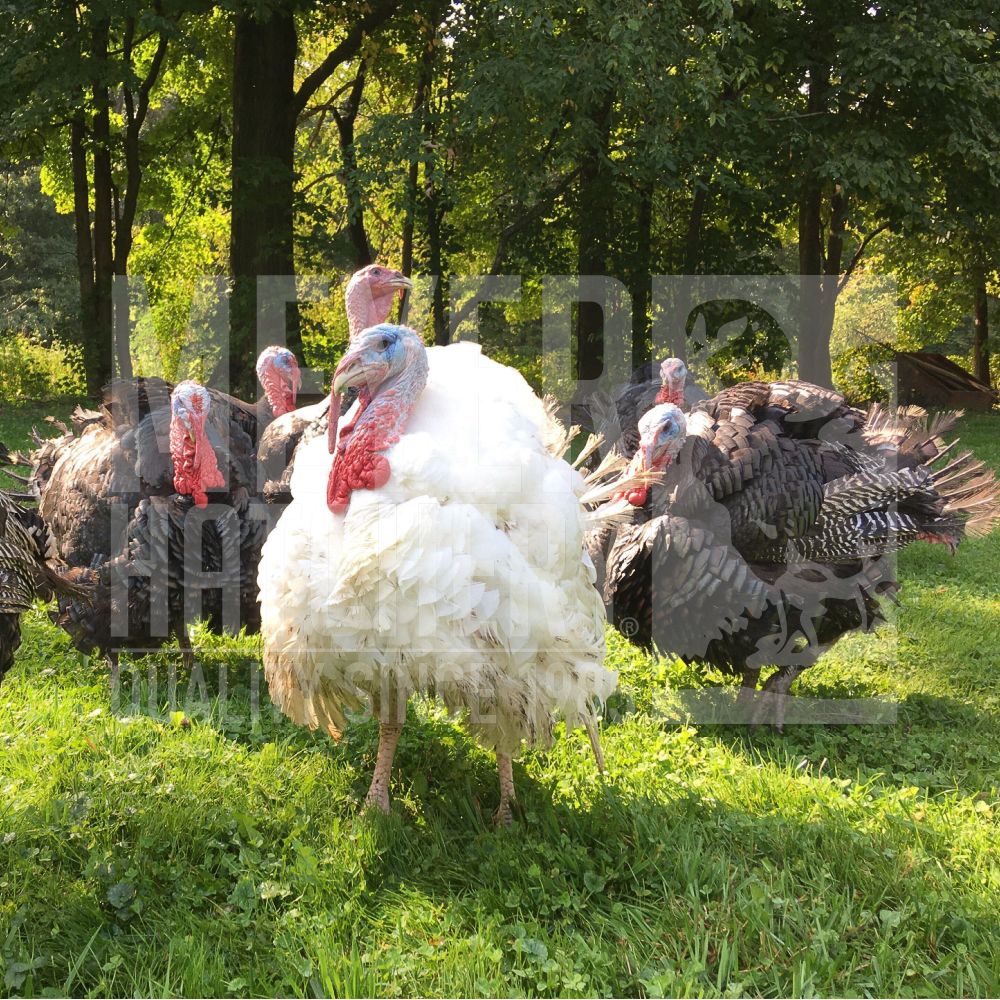 Hatchery Choice Broad Breasted Turkeys - Ships with Chicks