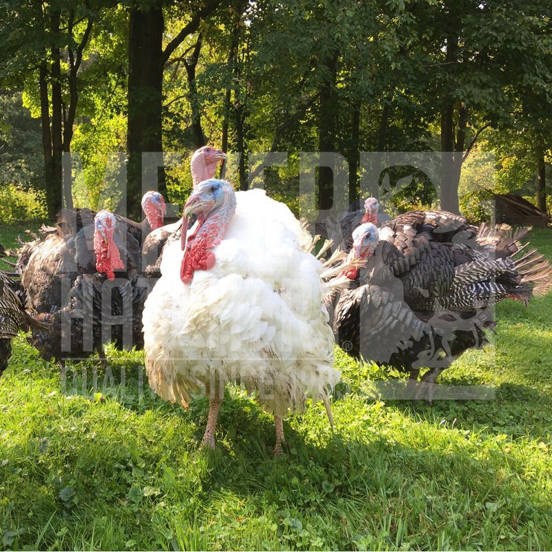 Hatchery Choice Broad Breasted Turkeys - Ships with Chicks
