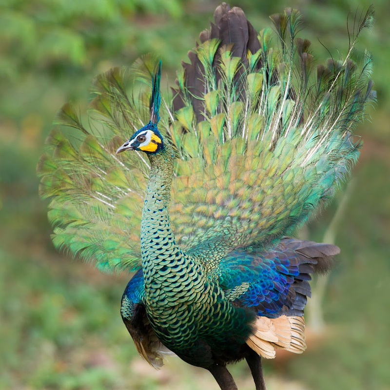 Java Green Peafowl Juvenile Pair