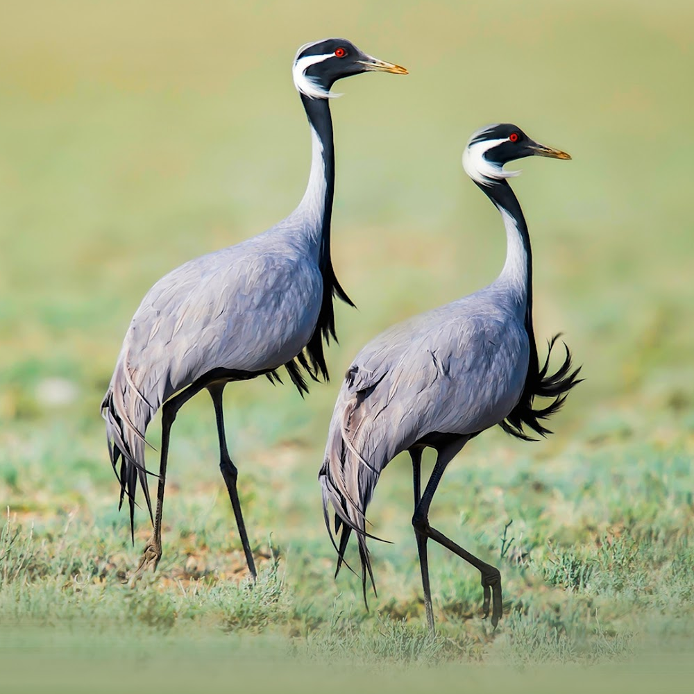 Demoiselle Crane