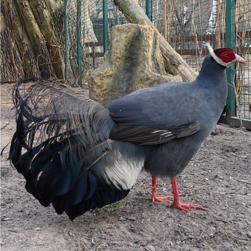 Blue Eared Pheasant Juvenile Pair