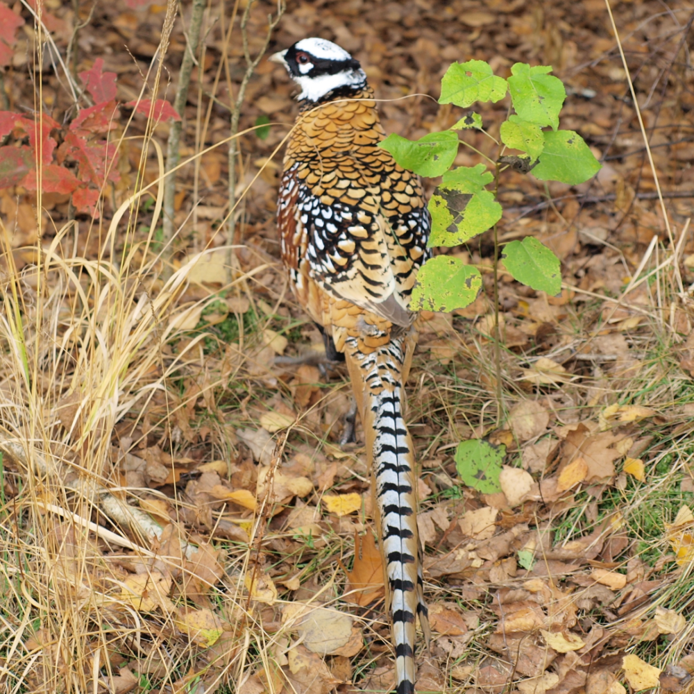 Reeves Pheasant Adult Pair