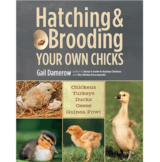 Hatching &amp; Brooding Your Own Chicks