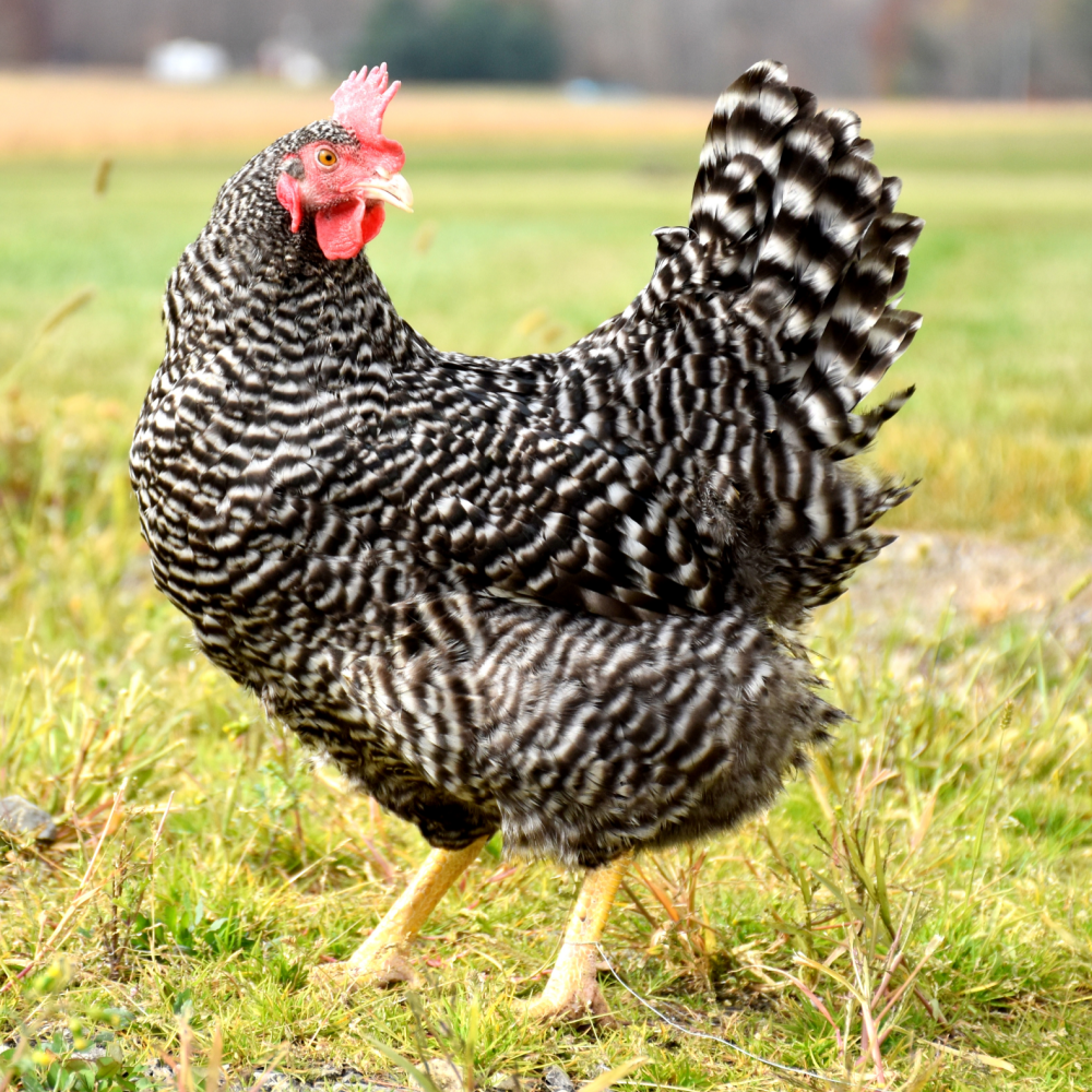 Hatchery Choice Production Started Pullet
