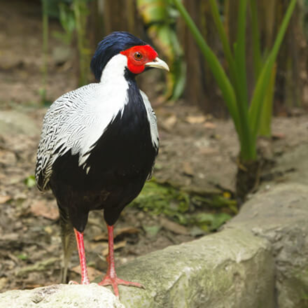 Silver Pheasant Juvenile Pair