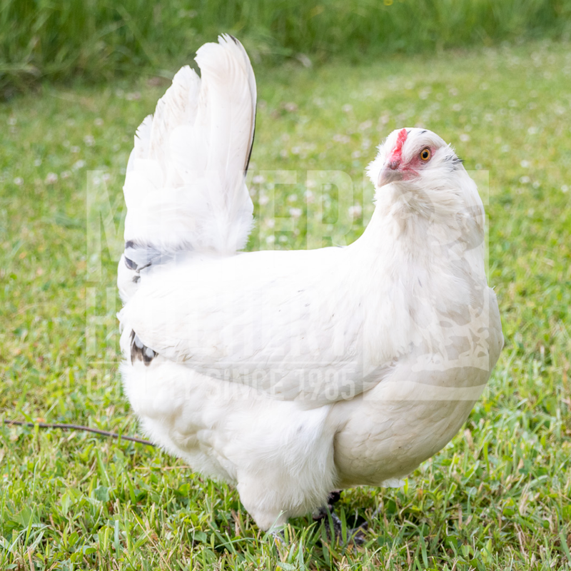 Sapphire Jewel Day Old Chicks