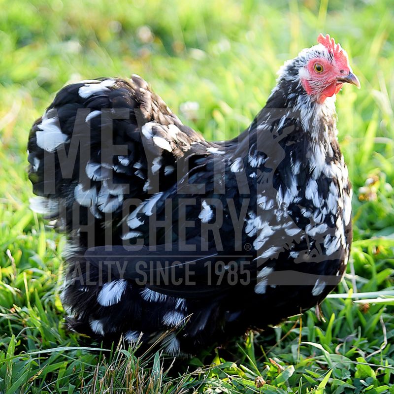 Mottled Frizzle (FS) Cochin Bantam Day Old Chicks