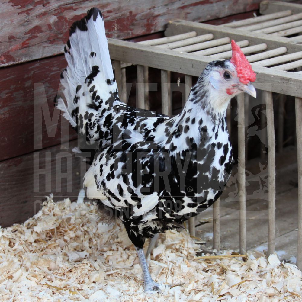 Silver Spangled Hamburg Day Old Chicks