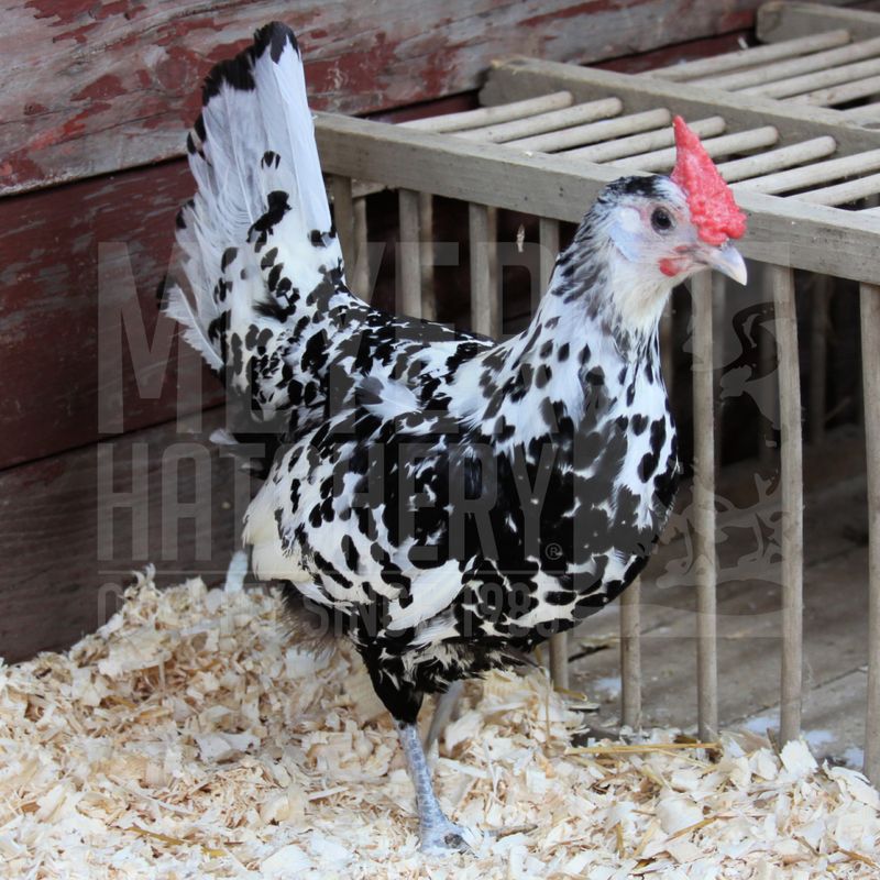 Silver Spangled Hamburg Day Old Chicks