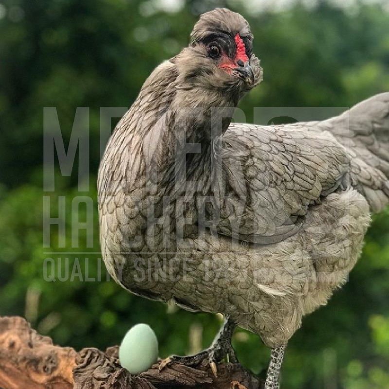 Steele Egger Day Old Chicks