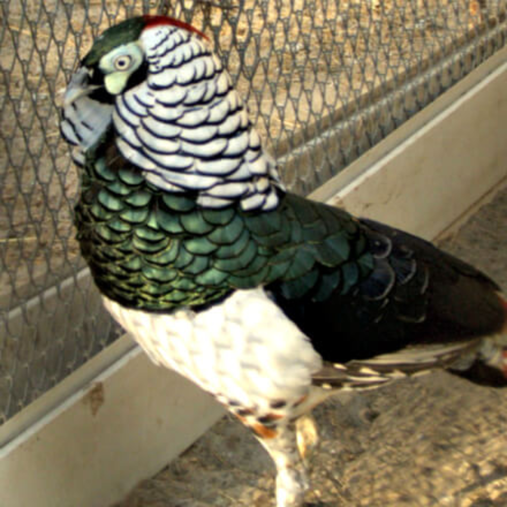 Lady Amherst Pheasant Juvenile Pair