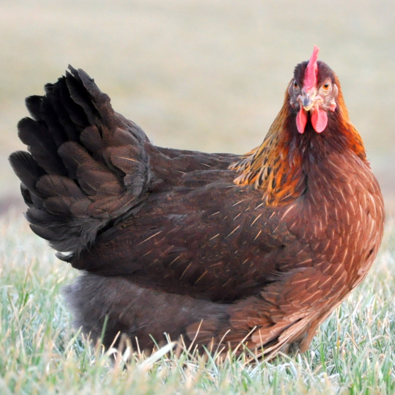 Hatchery Choice Rainbow Started Pullet