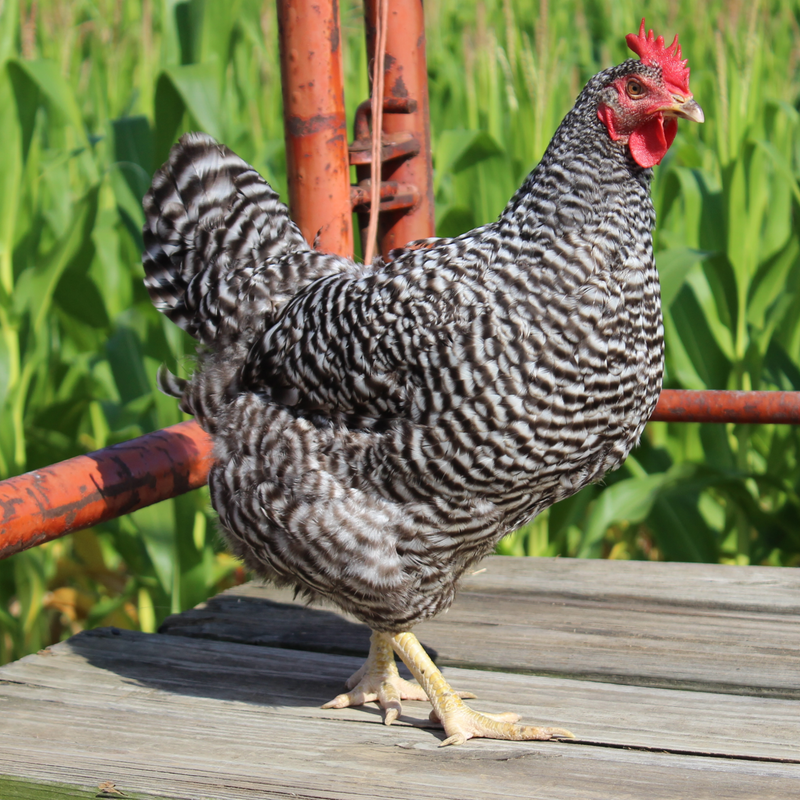Barred Plymouth Rock Started Pullet