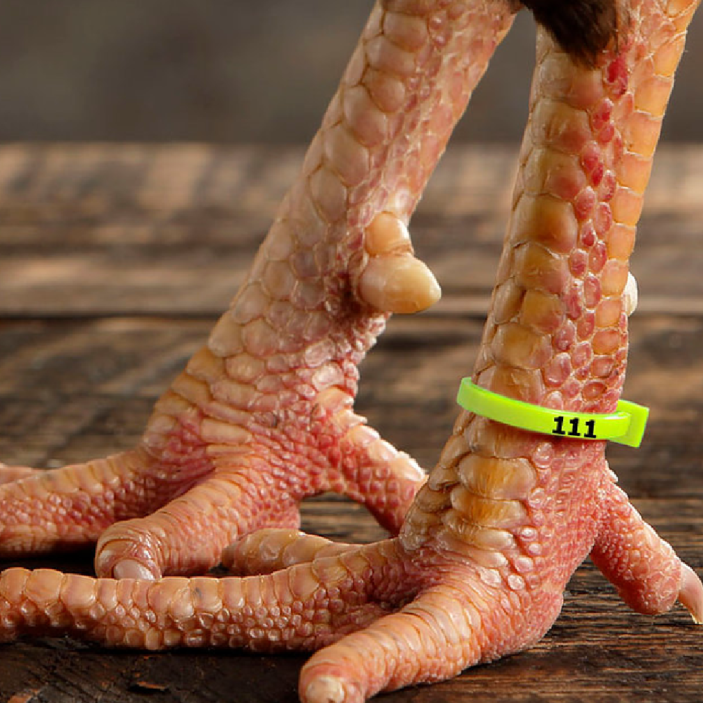 ZBands Numbered Poultry Leg Bands
