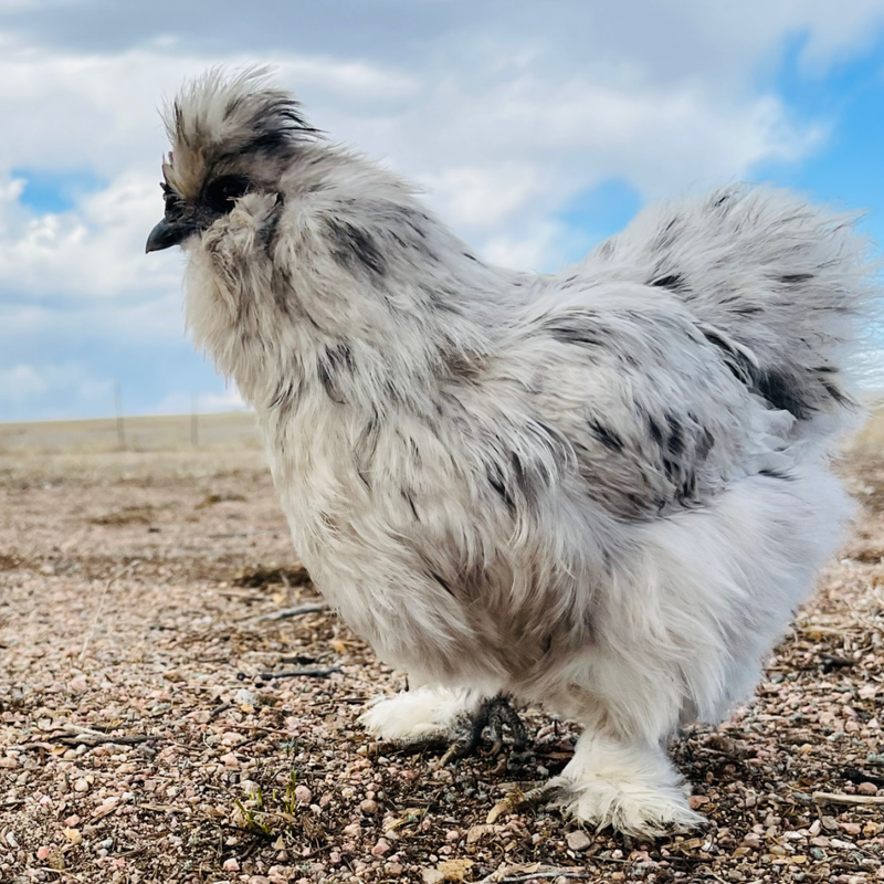 Splash Silkie Bantam Day Old Chicks