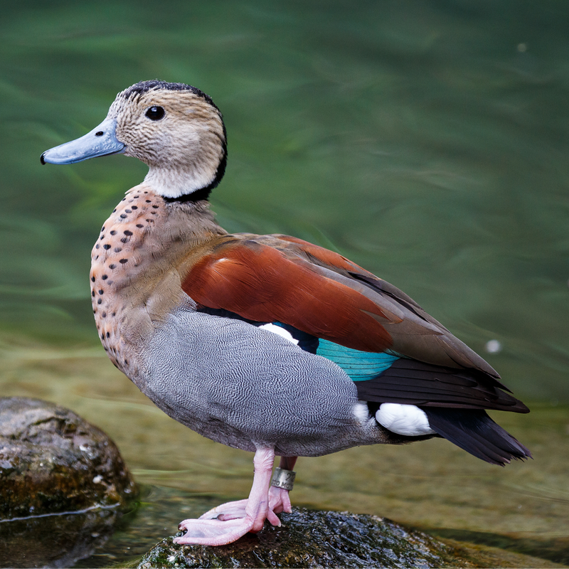 Ringed Teal Duck Yearling Pair