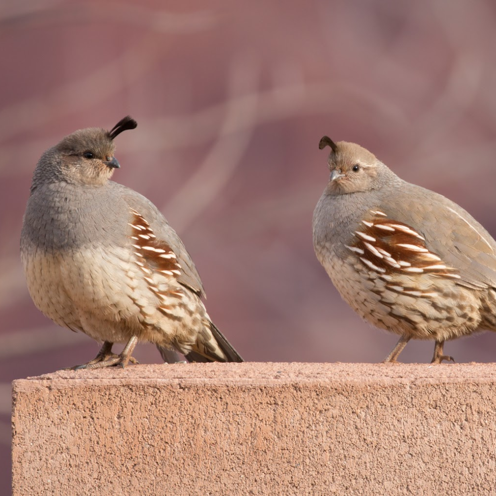 Juvenile Quail Package