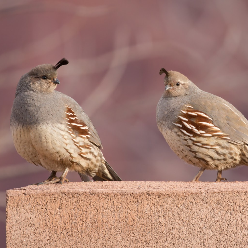 Juvenile Quail Package