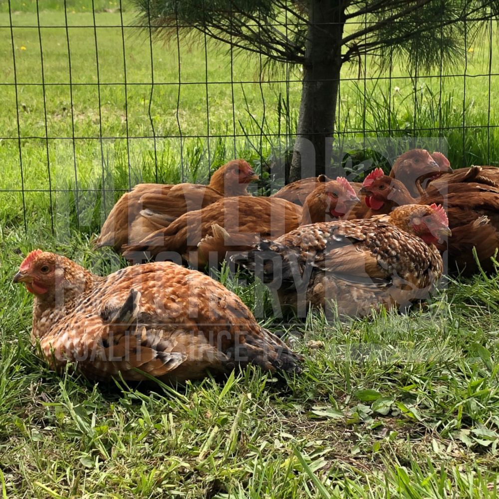 Rainbow Ranger Broiler Day Old Chicks - Free Shipping