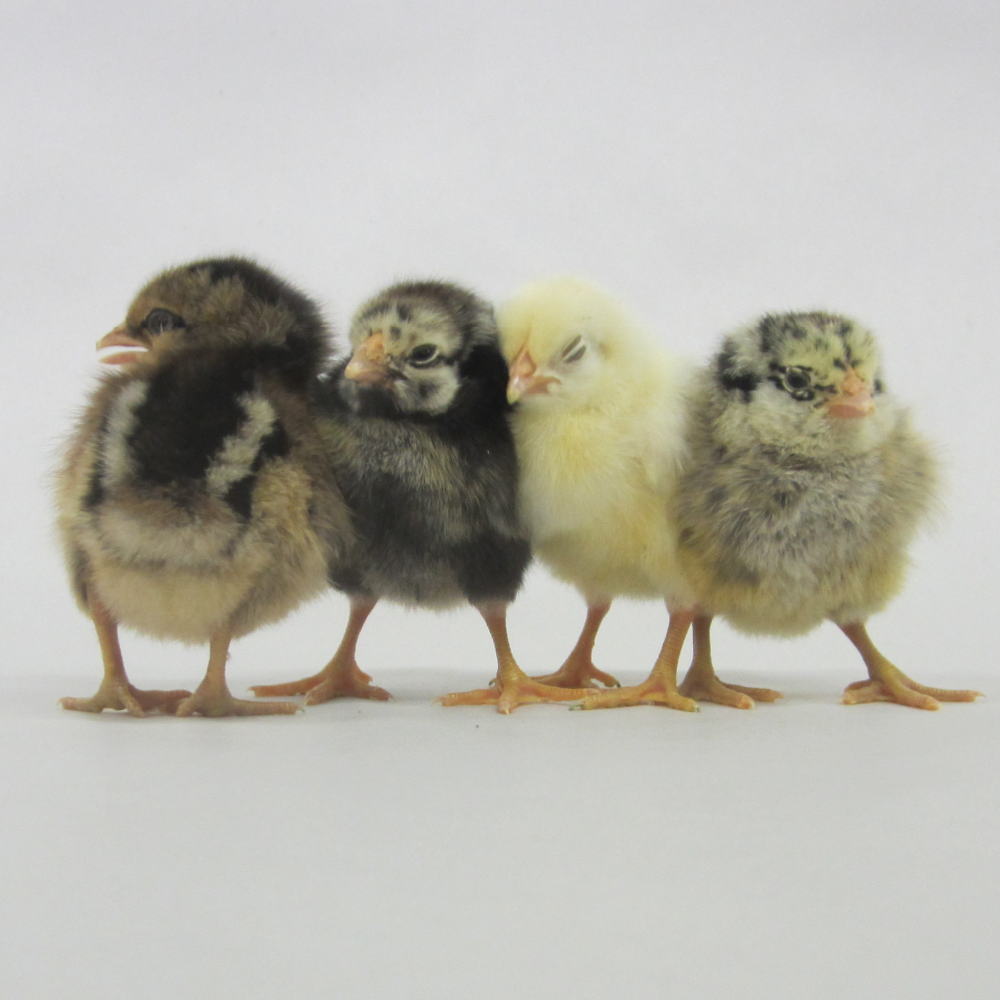 Homestead Helper Day Old Rooster Chick