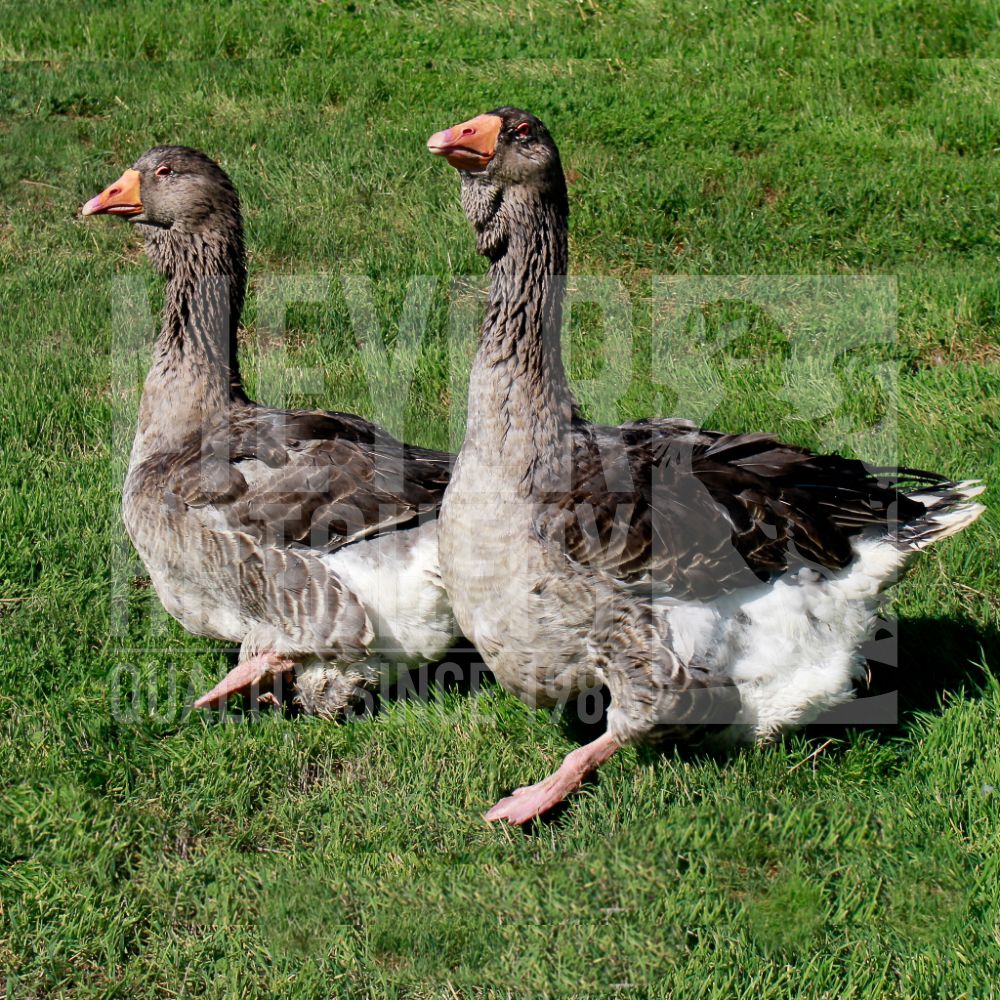 Large Dewlap Toulouse Day Old Goslings
