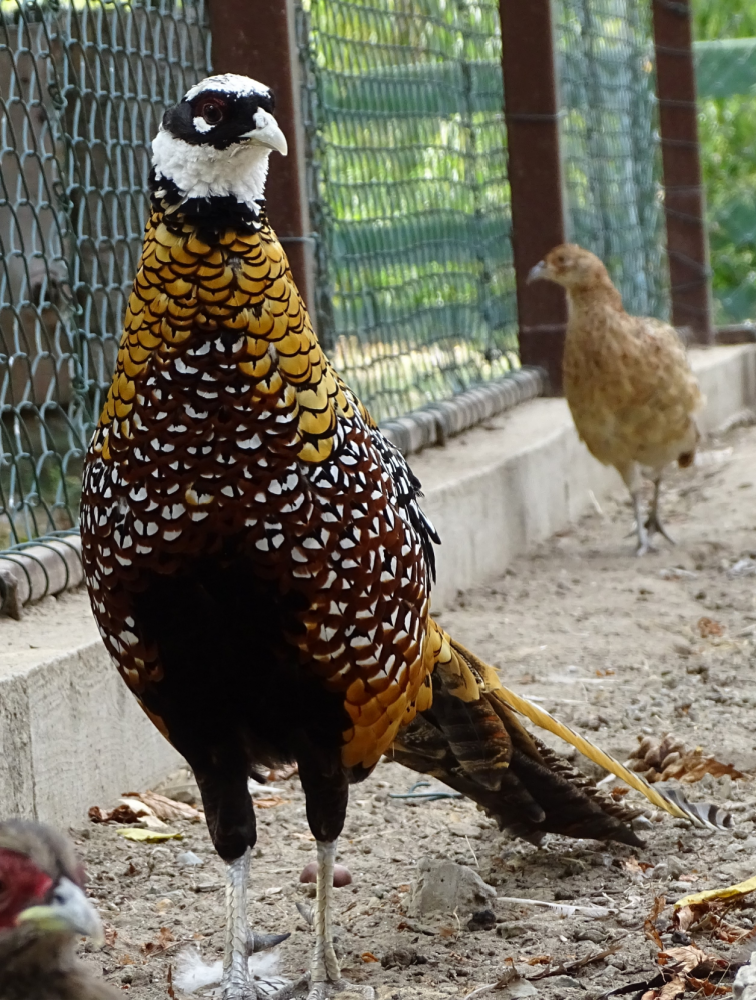 Reeves Pheasant Juvenile Pair