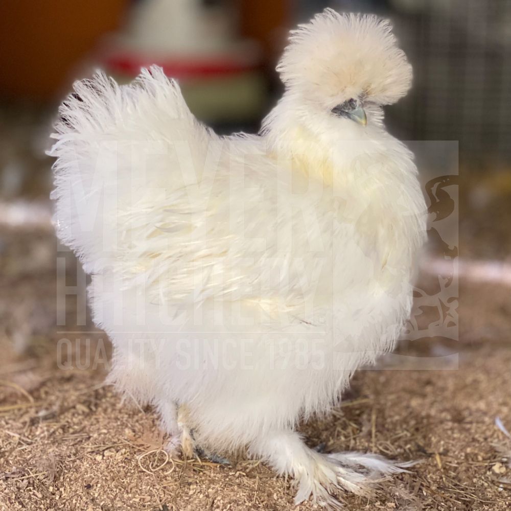 White Silkie Bantam Day Old Chicks
