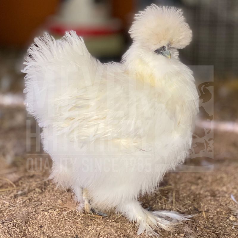 White Silkie Bantam Day Old Chicks