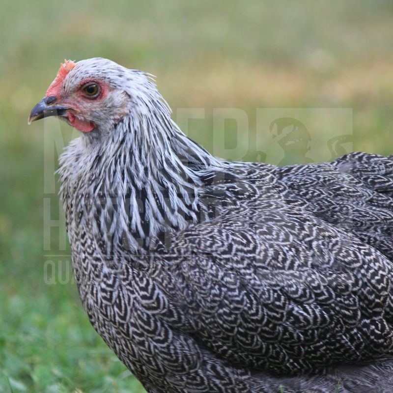 Silver Penciled Plymouth Rock Day Old Chicks