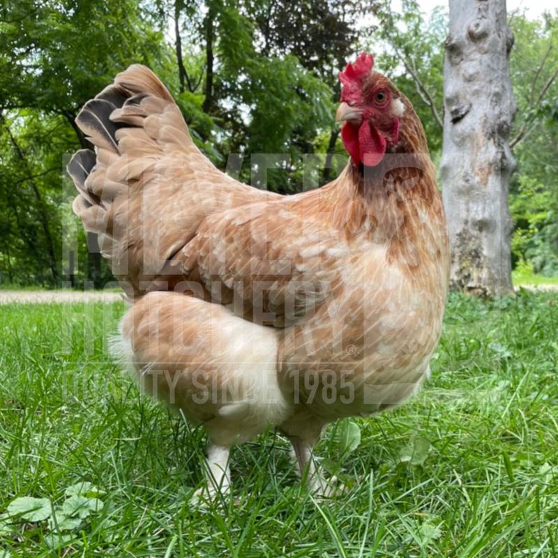 Wheaten Marans Day Old Chicks