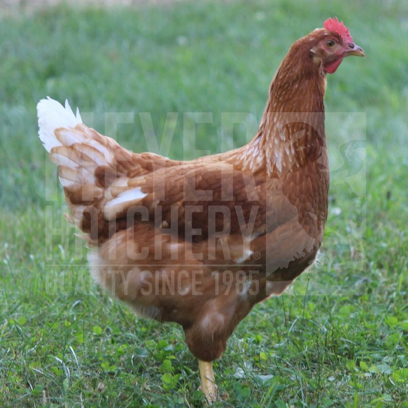 Golden Buff Started Pullet